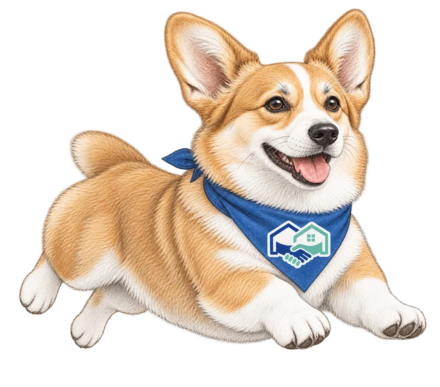 Homie, the HomeHandoff corgi, jumping