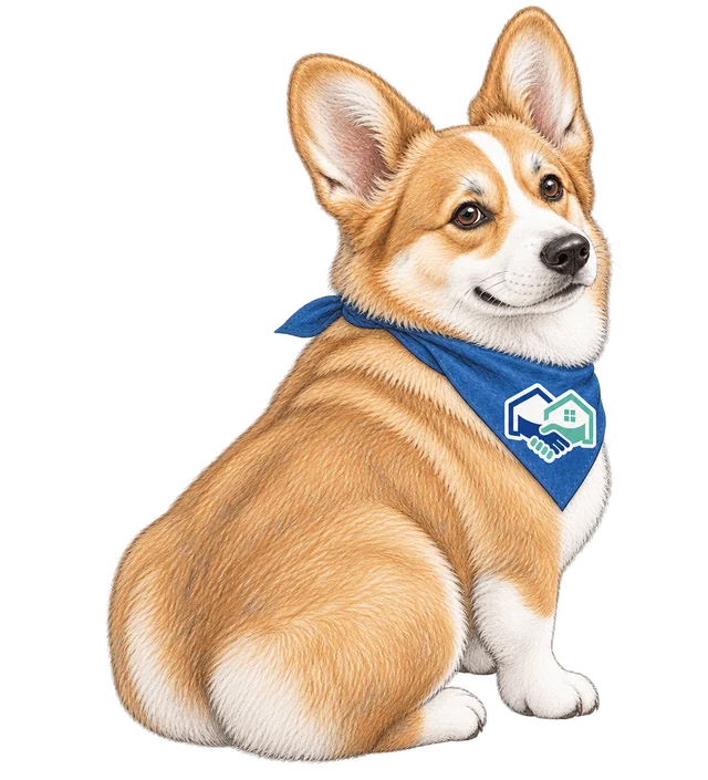Homie, the HomeHandoff corgi, looking back